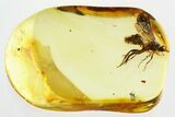 Detailed Fossil Parasitoid Wasp (Braconidae) in Baltic Amber #346587-1